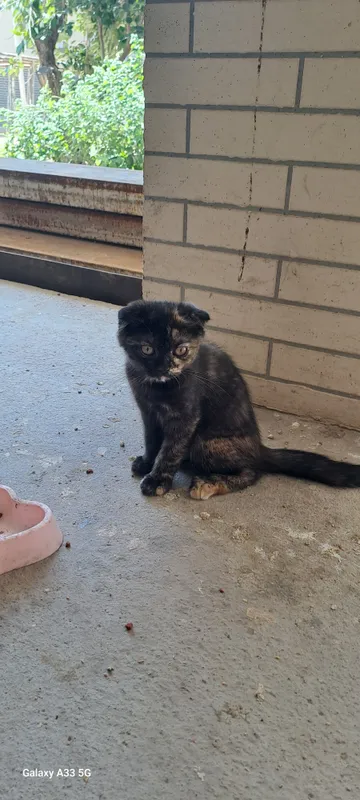кошка 3
