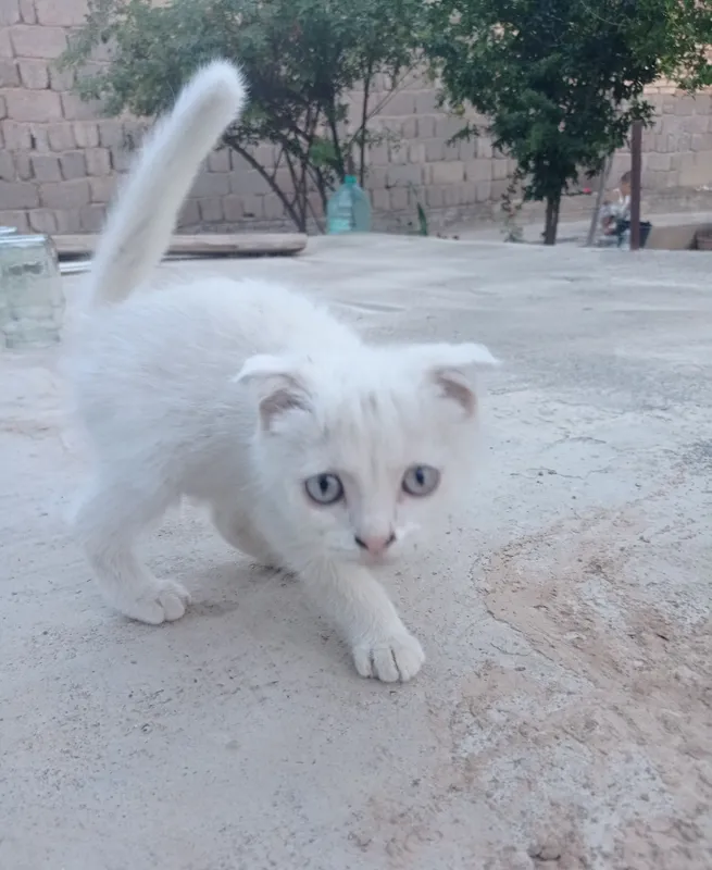 Siyamiski mushuklar 2 Siyamiski mushuklar 2