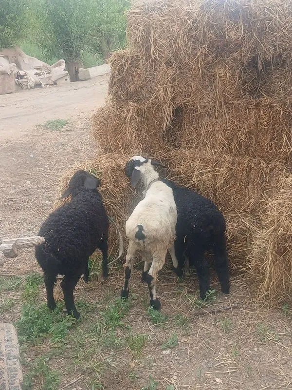 Qoʻchqorchalar va modda barracha — фото 5