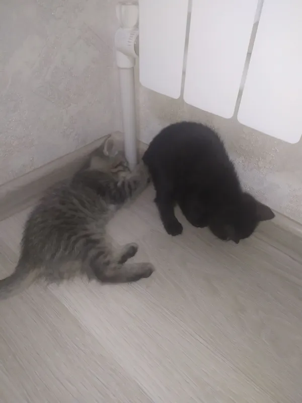 Котята 3