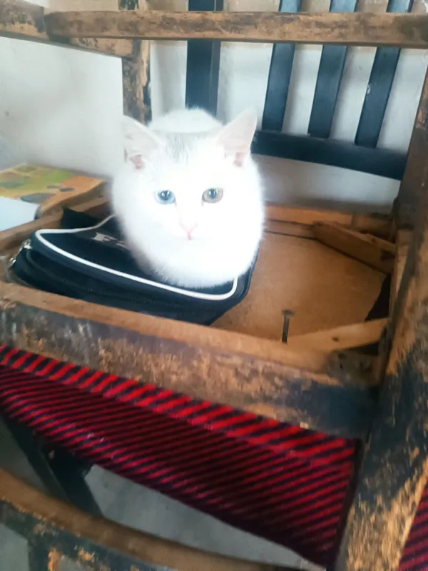 Turetskiy Angora ikki xil ko'z qiz bola sotiladi 2 Turetskiy Angora ikki xil ko'z qiz bola sotiladi 2