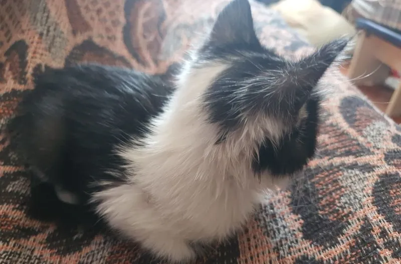Мышек, чёрно-белый котёнок 4