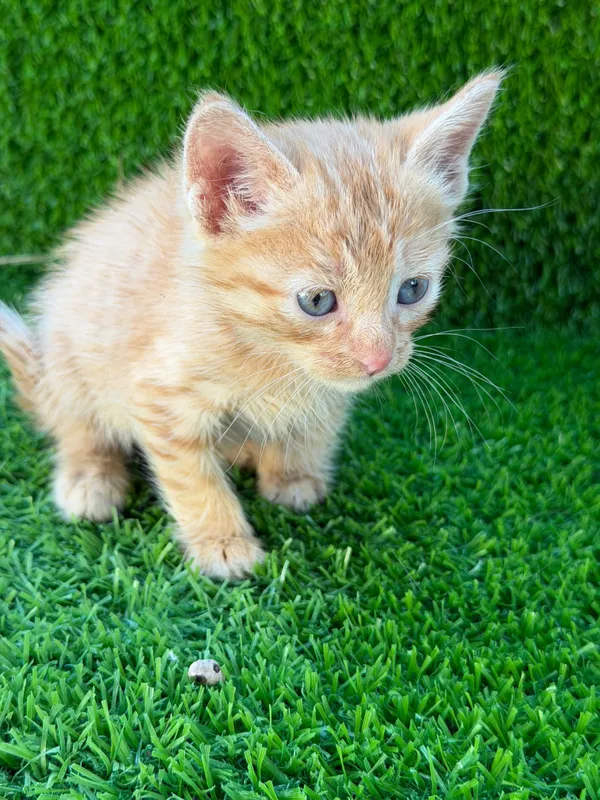Котенок мальчик и девочка — фото 4