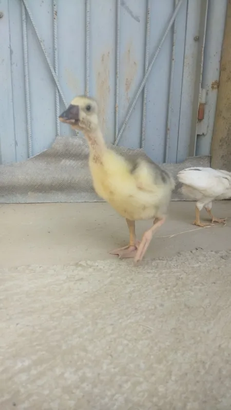 Assalamu aleykum 1 ta kurka va goz bolasi xorozcha sotiladi !!! 4 Assalamu aleykum 1 ta kurka va goz bolasi xorozcha sotiladi !!! 4