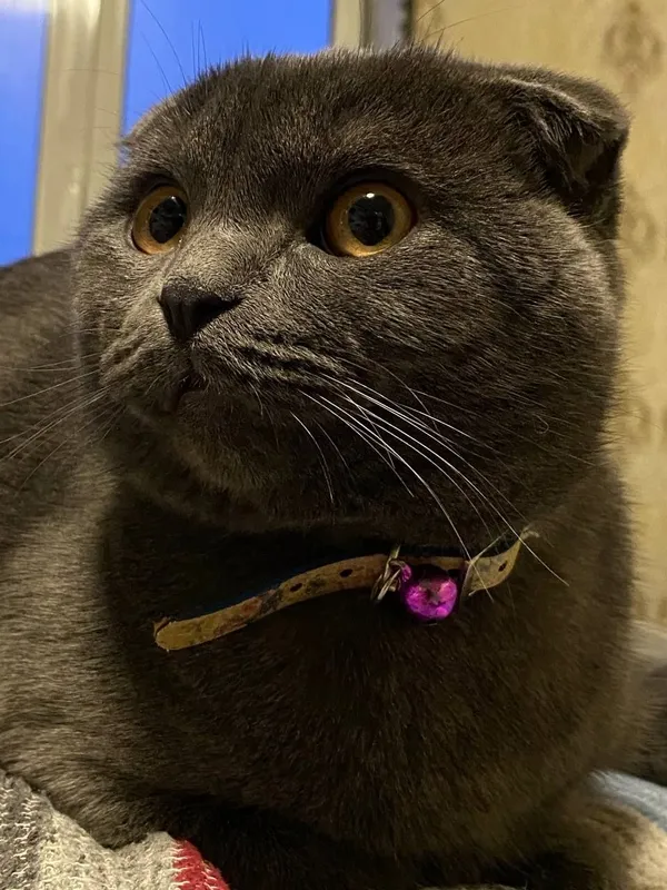 Mushuk Scottish Fold