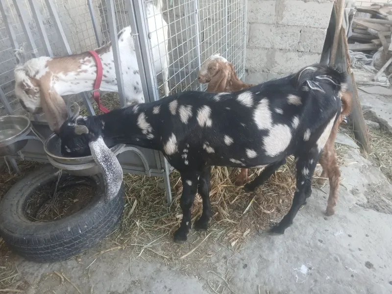 Zotga takacha sotiladi 6