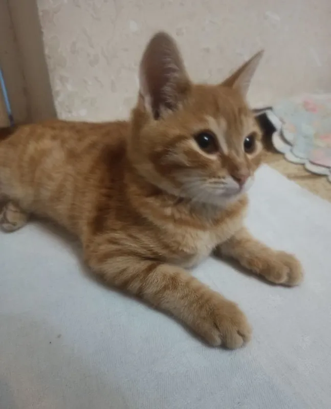 Отдам котёнок Фея 2