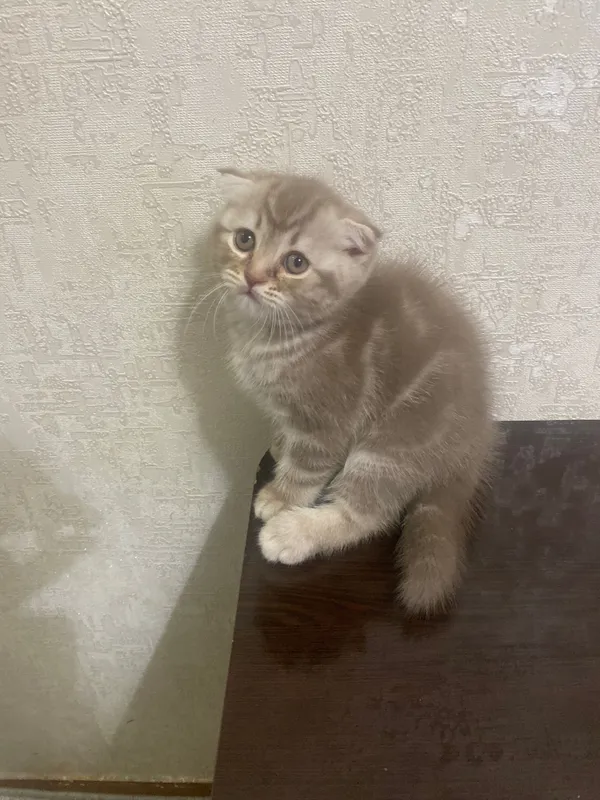 Скотиш фолд котенок — фото 2