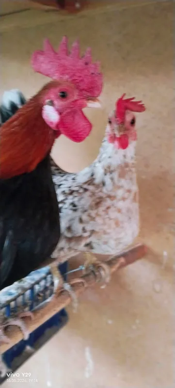 продаются карликовые японские пара — фото 3