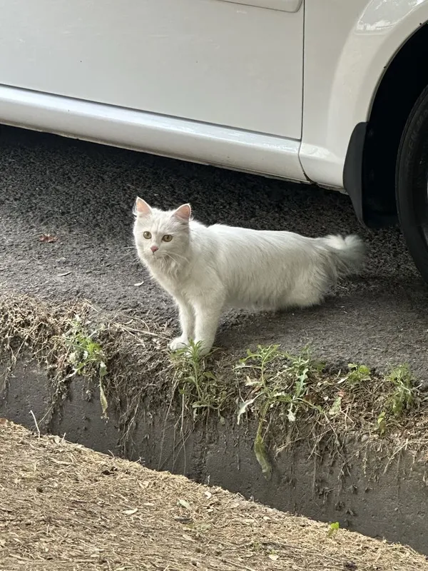 Котик домашний, нету 1 задней ноги. Отдам в хорошие руки — фото 1