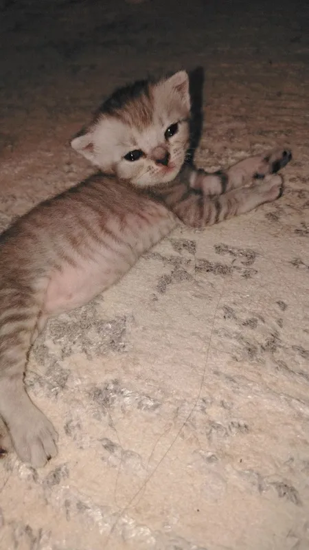 котята — фото 4