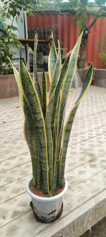 Gul