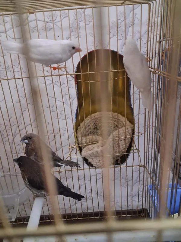 Amadina qushlari 4 Amadina qushlari 4