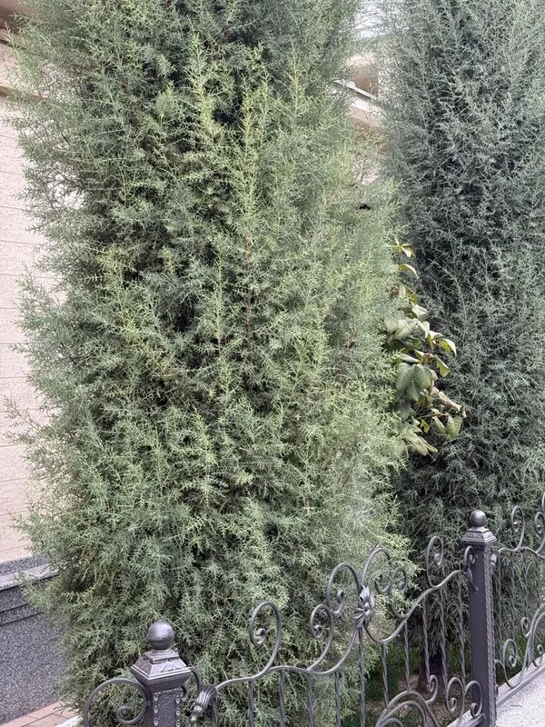 Продается кипарис, ёлка — фото 2