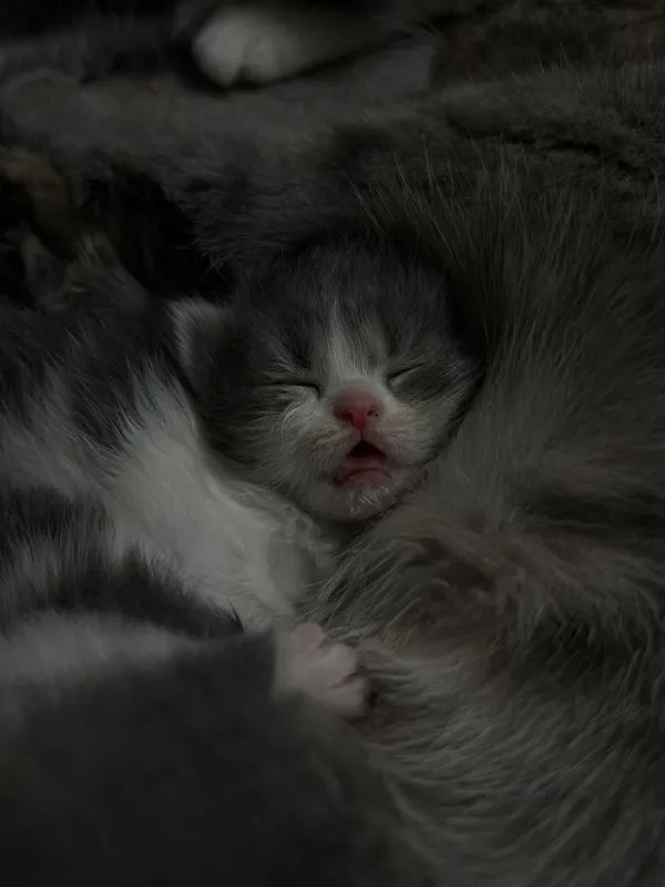 Котята скоттиш фолд + родители. — фото 3