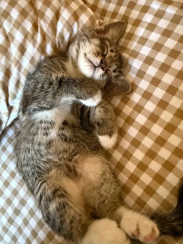Домашние котята — фото 1