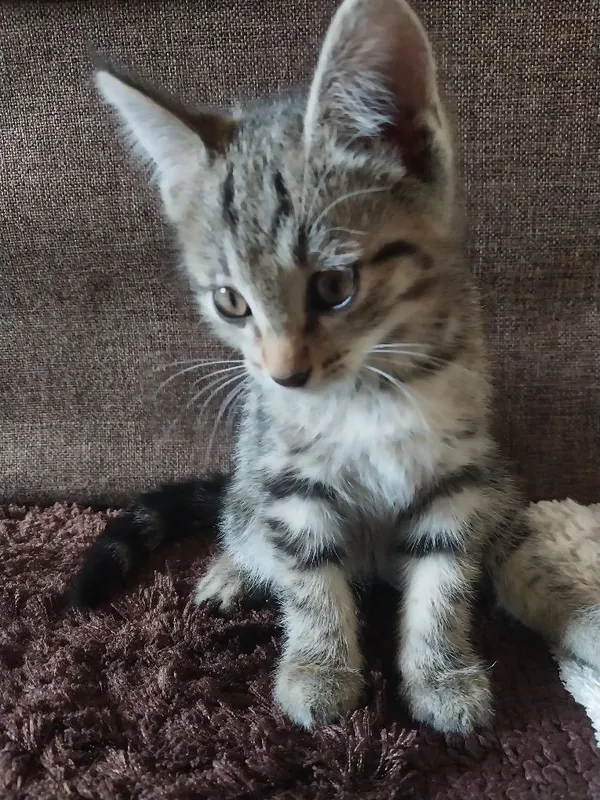 2 oylik mushukchalar sotiladi. Продаются котенки 2 месячные.