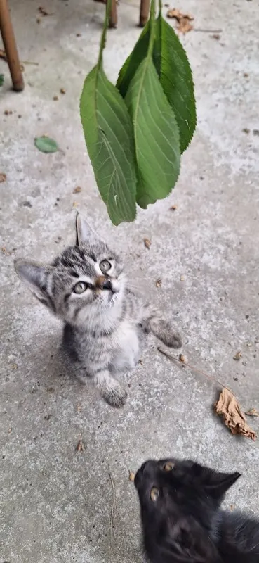 Котёнок в добрые руки мальчик 2 месяца — фото 6