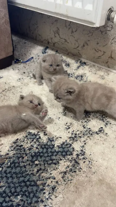 Кошки лиловые 1,5 месяца. 4
