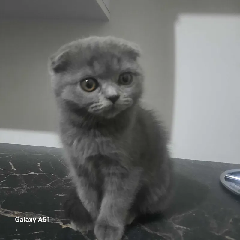 Мушук флоид сотилади