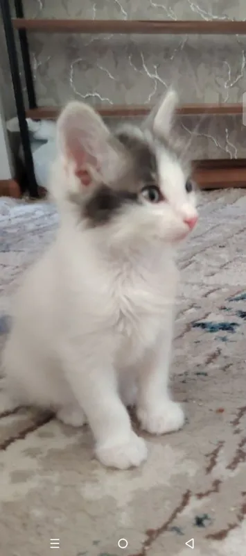 В добрые руки котята — фото 1 В добрые руки котята — фото 1