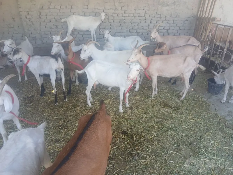 Zanin zotli echkilar sotiladi hammasi takkadan chiqgan 1 Zanin zotli echkilar sotiladi hammasi takkadan chiqgan 1