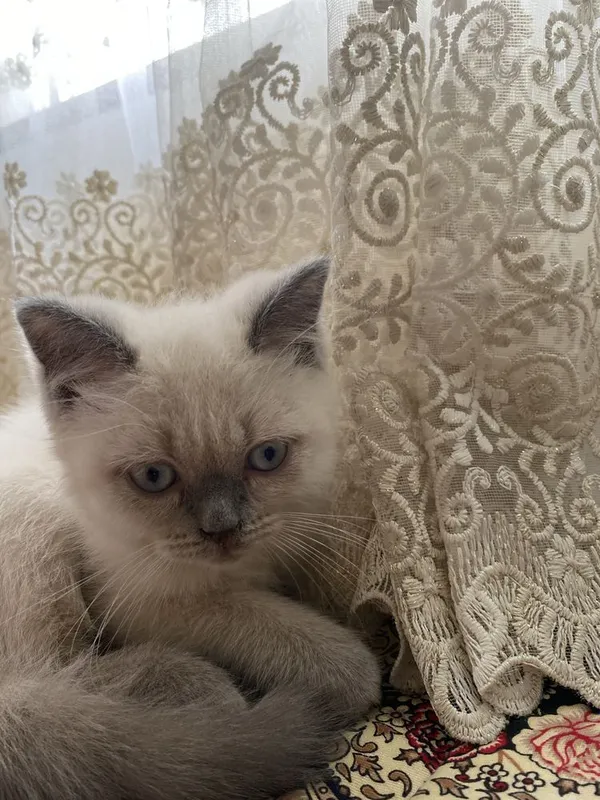 Mushuk sotiladi juda kamyob zot yoshi: 1 oylik (Siamese cat) zod 2 Mushuk sotiladi juda kamyob zot yoshi: 1 oylik (Siamese cat) zod 2