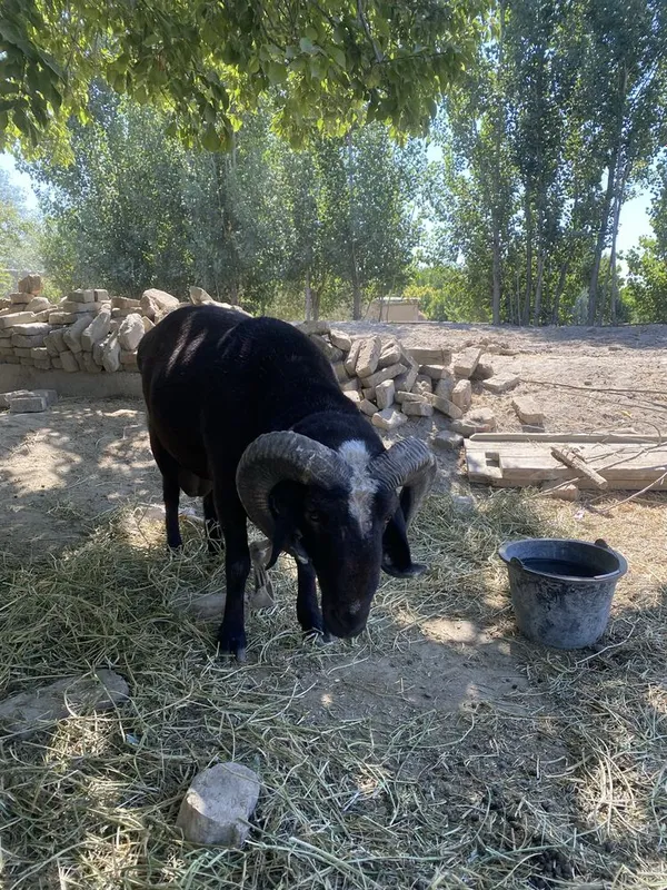 quchqor sotiladi 3yowar 1