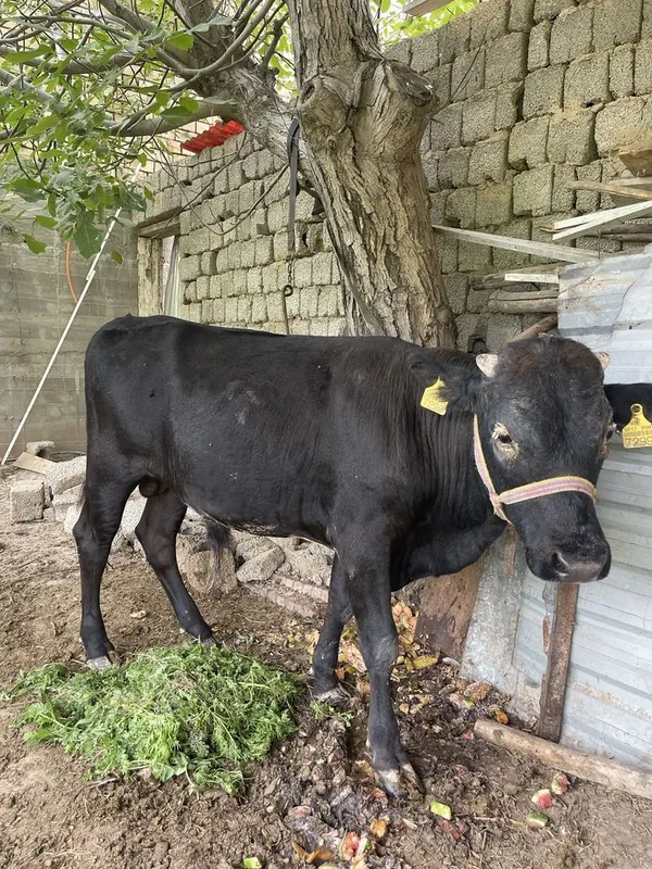Buqa soglom narxini kelishamiza 4
