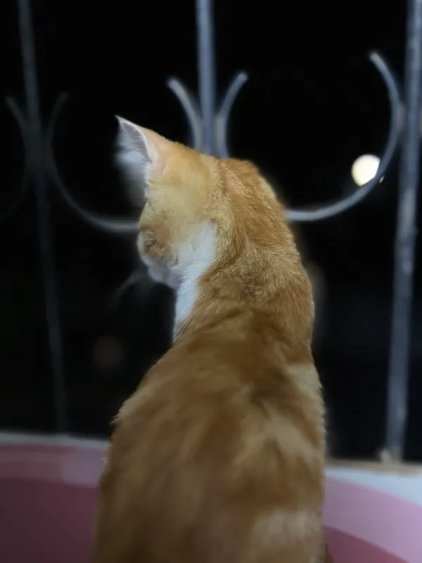 Кошка 6 Кошка 6