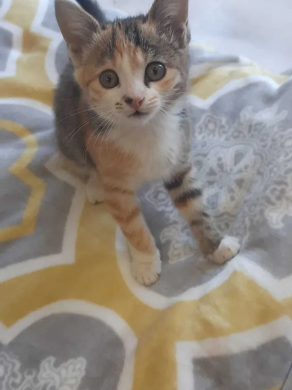 Котенок в добрые руки