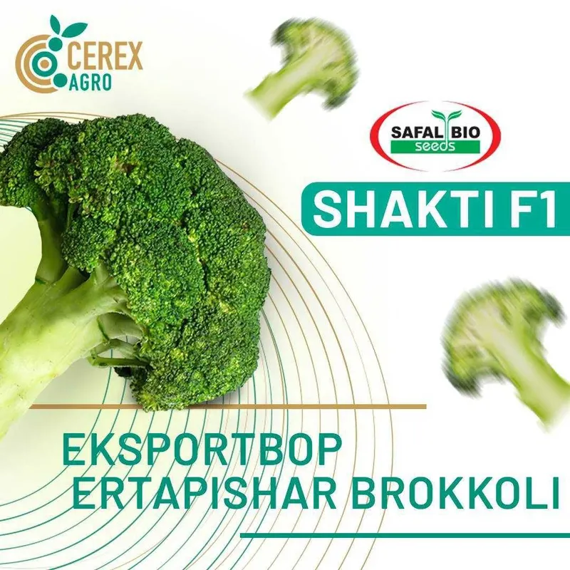 SHAKTI F1 / ШАКТИ F1 – Эртапишар брокколи гибриди