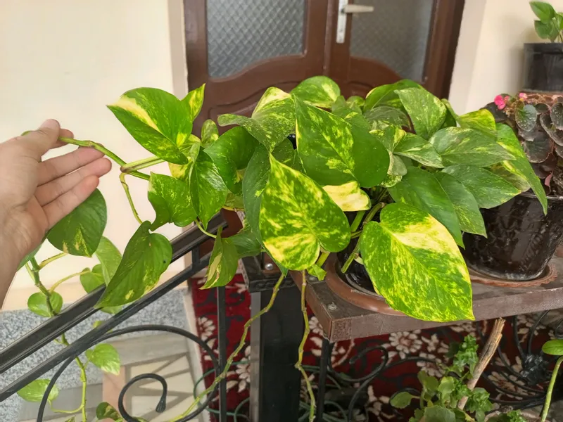 Epipremnum Aureum,Pul guli. 3 Epipremnum Aureum,Pul guli. 3