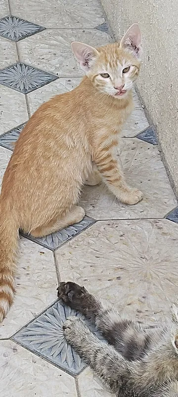 Котёнок оранжевый 2 месяца 2 Котёнок оранжевый 2 месяца 2