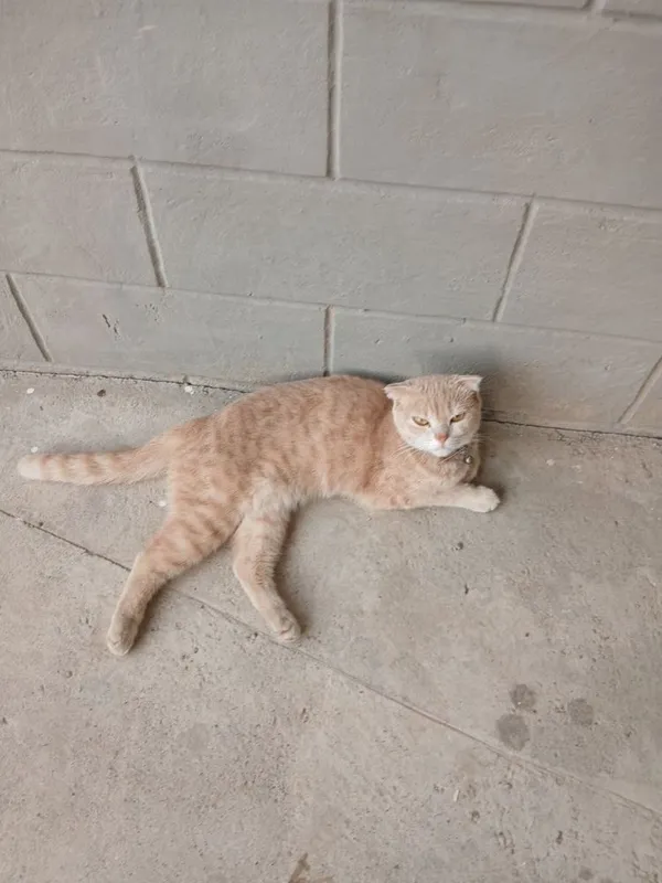 Mushuk sotiladi, scottish fold zotli, tahminan 2 yosh 2