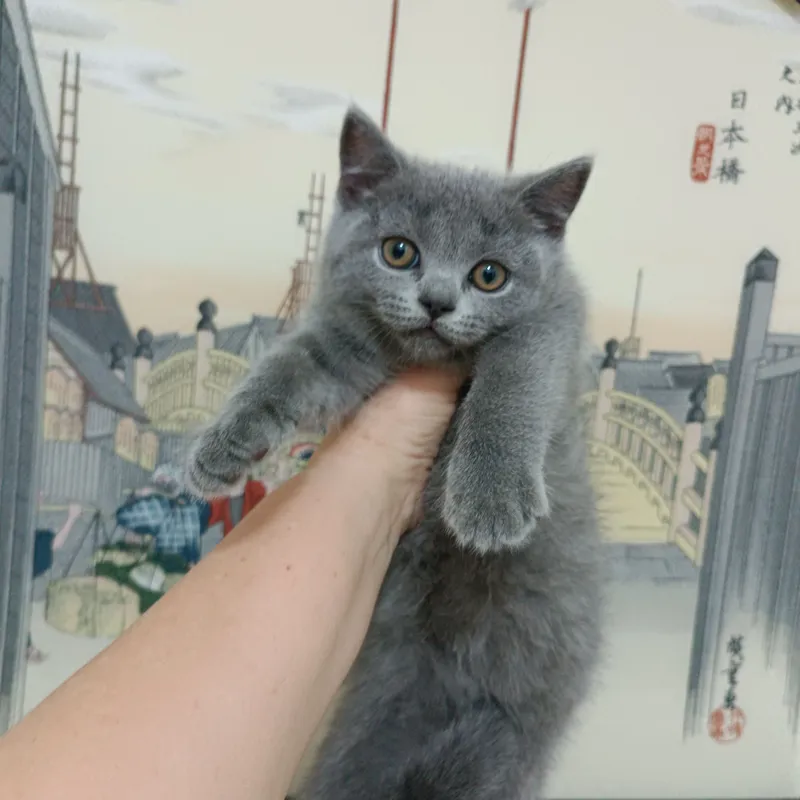 продается котёнок скоттиш страйт девочка — фото 2