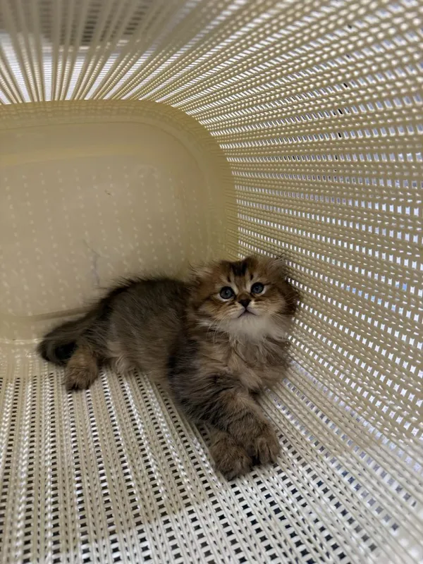 Кошка Шиншилла 2 месяцев 4 Кошка Шиншилла 2 месяцев 4