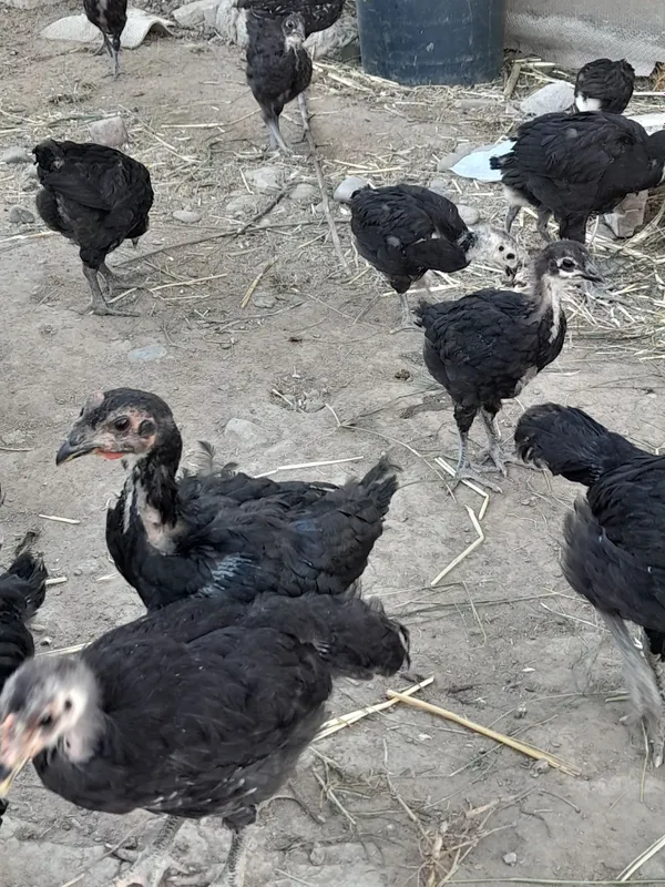 Qorashagzoda jojalar sotiladi