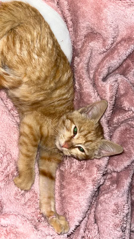 кошка 3