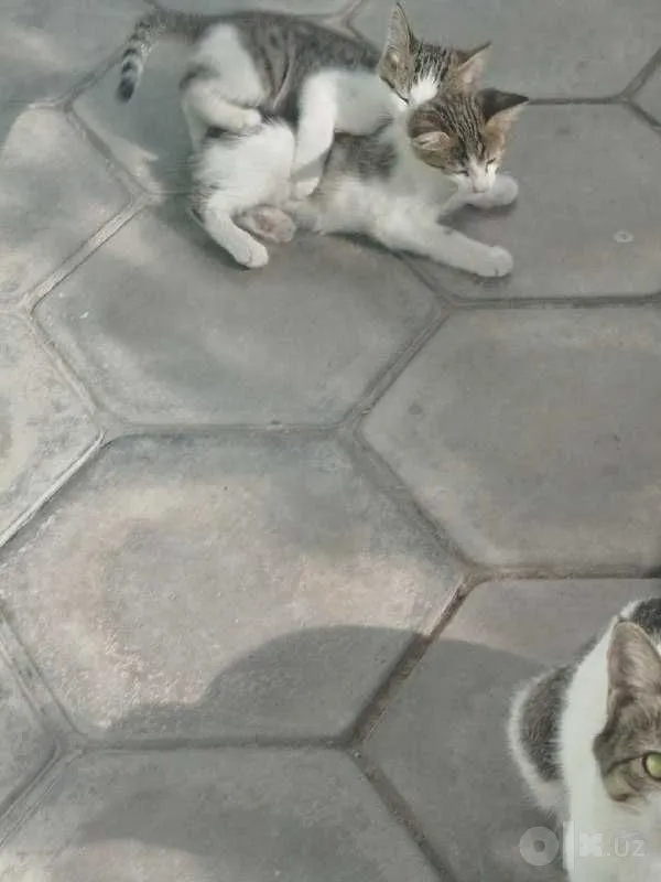 Котята мальчики, 1.5 месяца, в хорошие добрые руки 2 Котята мальчики, 1.5 месяца, в хорошие добрые руки 2