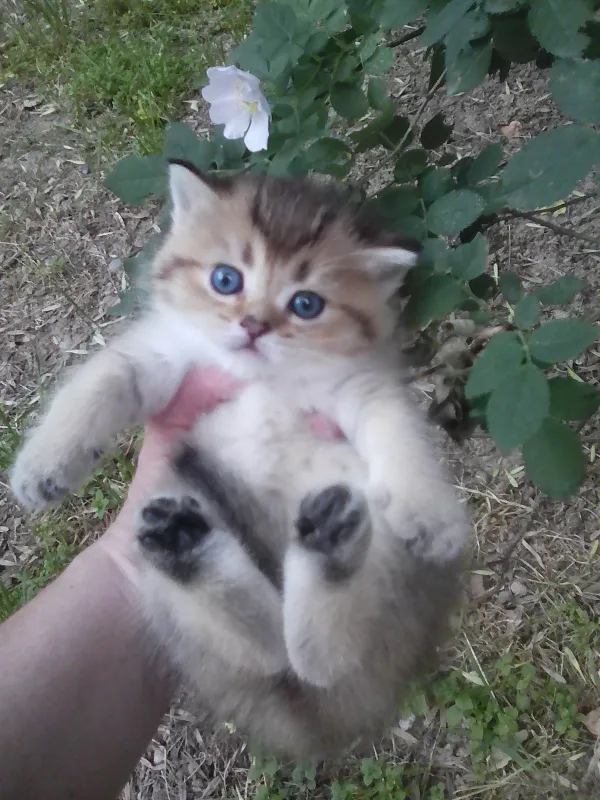 Продается котёнок