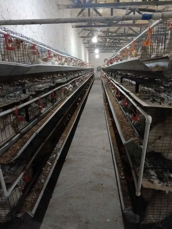 Loman sendi tovuqlar sotiladi — фото 3