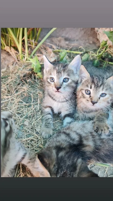 Мушук боласи (котята) 1 Мушук боласи (котята) 1