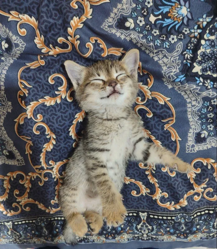 Котенок в добрые руки