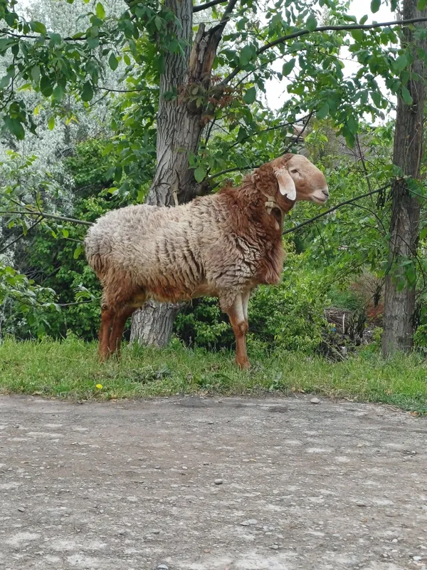Arashann qochqor
