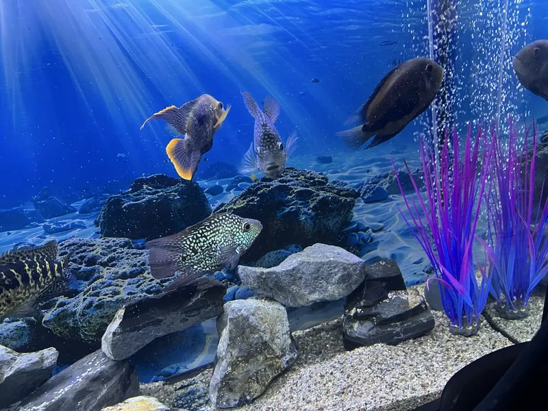 Akvarium va baliqlar hammasi sotiladi 5 Akvarium va baliqlar hammasi sotiladi 5