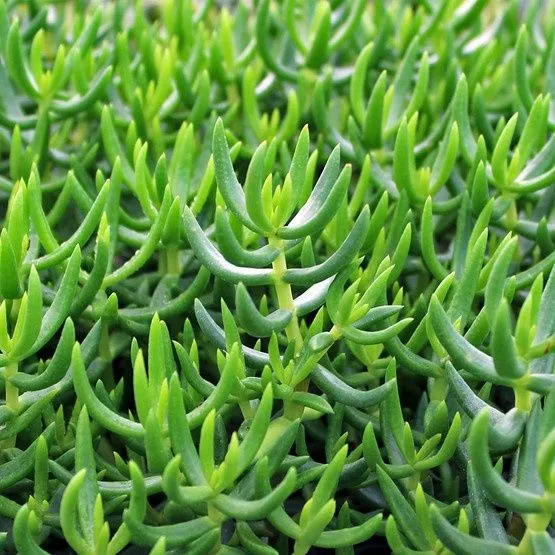 Крассула тетрагона (Crassula tetragona) — 20 см — фото 1