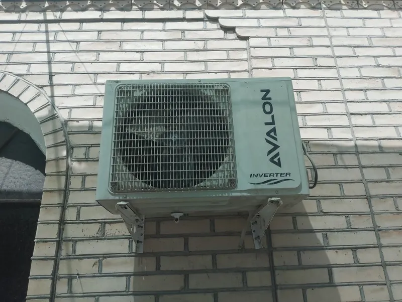 Kanesaner avalon