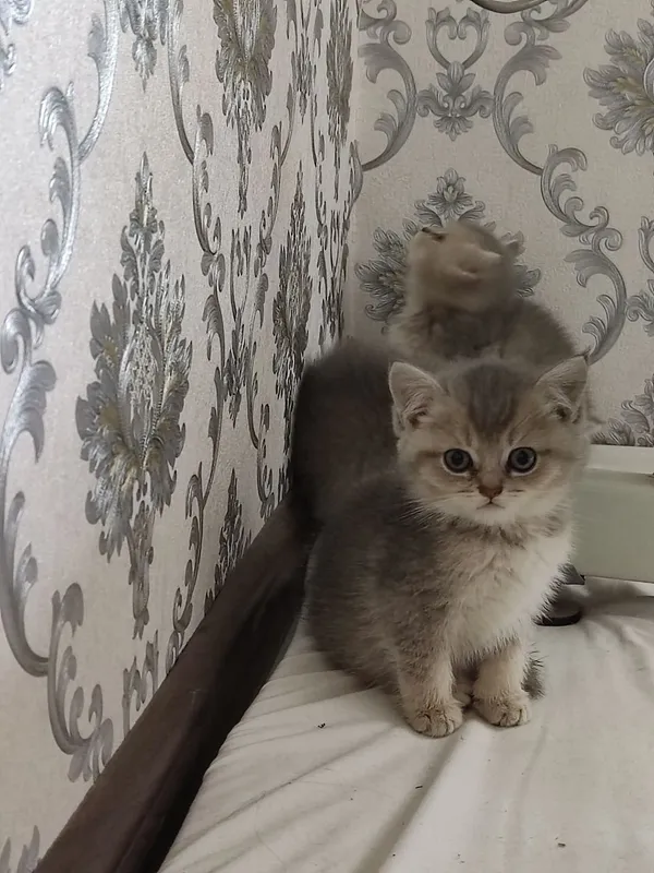Продам Пепельной шеншила — фото 7