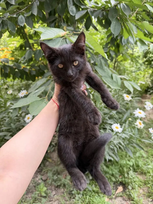 котята бесплатно, домашние 3 котята бесплатно, домашние 3